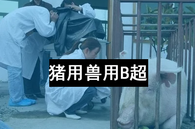 教您怎樣使用獸用B超機(jī)？
