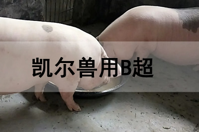 豬場(chǎng)獸用B超機(jī)怎么使用檢查懷孕母豬？